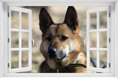 Fototapeta Naklejka Na Ścianę Okno 3D - a close-up of a dog with a watchful gaze and pricked ears