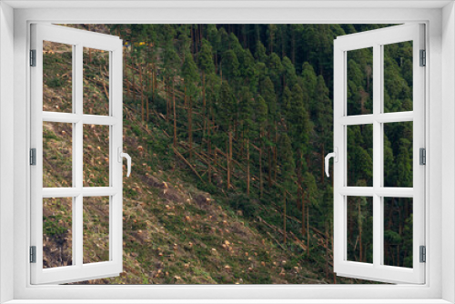 Fototapeta Naklejka Na Ścianę Okno 3D - Cutting cryptomeria trees in the forest. Concept of defloration, slaughter and forestry exploitation.