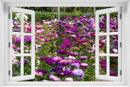 Fototapeta Naklejka Na Ścianę Okno 3D - a border full of multi-coloured Aster flowers in spring bloom