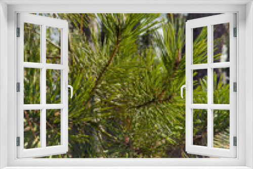 Fototapeta Naklejka Na Ścianę Okno 3D - The wild forest wakes up, the sun rays through the trees, the snow melts, streams flow, green fir-trees at clear sunny day, snow has almost thawed, slow movement