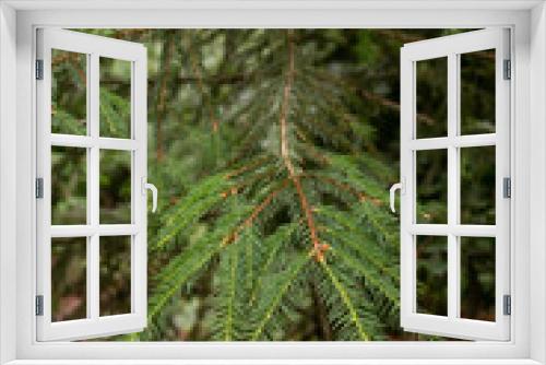 Fototapeta Naklejka Na Ścianę Okno 3D - Green pine needles branch background. Natural texture