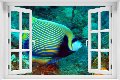 Fototapeta Naklejka Na Ścianę Okno 3D - Coral fish, Island Bali, Tulamben