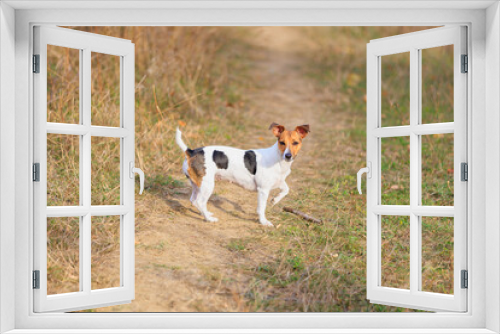 Fototapeta Naklejka Na Ścianę Okno 3D - A cute Jack Russell Terrier dog walks in nature. Pet portrait with selective focus and copy space