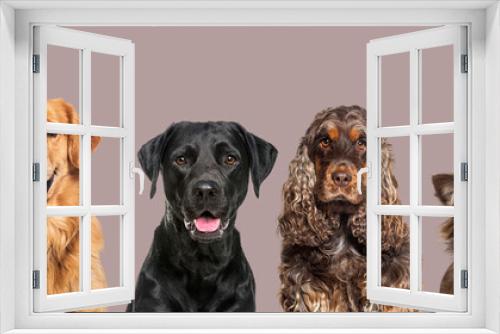 Fototapeta Naklejka Na Ścianę Okno 3D - Heads of happy cats and dogs of various sizes and breeds lined up on a large banne and looking at the camera, against brown background