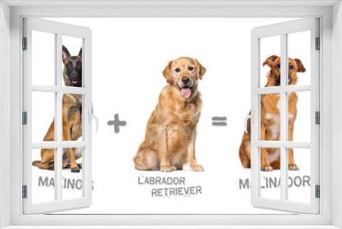 Fototapeta Naklejka Na Ścianę Okno 3D - Illustration of a mix between two breeds of dog - labrador retriever and Malinois giving birth to a malinador
