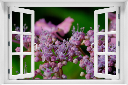 Fototapeta Naklejka Na Ścianę Okno 3D - 梅宮大社神苑の紫陽花の花のクローズアップ
