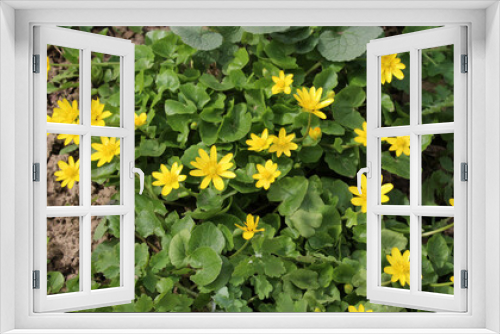 Fototapeta Naklejka Na Ścianę Okno 3D - Ranunculus ficaria blooms in the wild