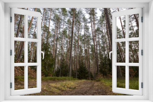 Fototapeta Naklejka Na Ścianę Okno 3D - Droga leśna, las w Polsce, świerki, sosny, brzozy 