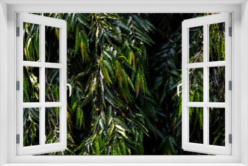 Fototapeta Naklejka Na Ścianę Okno 3D - Green leaves pattern background. Abstract nature pattern