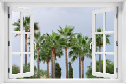 Fototapeta Naklejka Na Ścianę Okno 3D - Palm trees in the park.