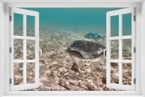Fototapeta Naklejka Na Ścianę Okno 3D - Stingray dasyatis pastinaca swimming on coral reef
