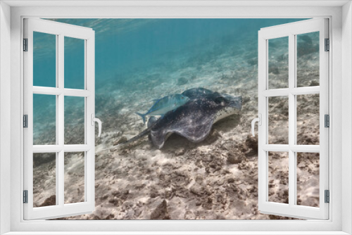 Fototapeta Naklejka Na Ścianę Okno 3D - Stingray dasyatis pastinaca swimming on coral reef