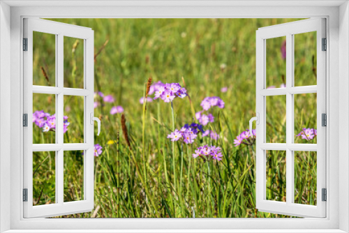 Fototapeta Naklejka Na Ścianę Okno 3D - Flowering Bird's-eye primrose on a grass meadow