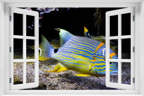 Fototapeta Naklejka Na Ścianę Okno 3D - fish in aquarium, Symphorichthys spilurus