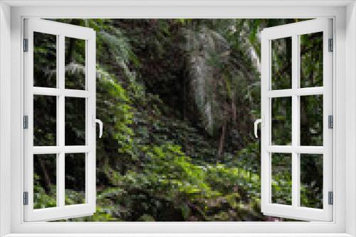 Fototapeta Naklejka Na Ścianę Okno 3D - Forest in the valley of Shenkeng district, sunlight go though the leafs shines on the little water pool with ferns nearby, in New Taipei City, Taiwan.