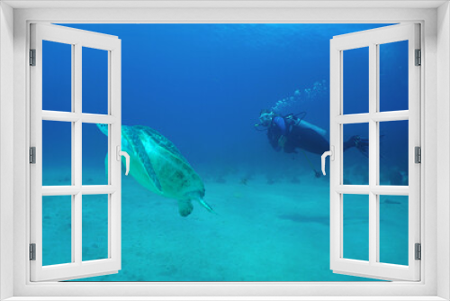 Fototapeta Naklejka Na Ścianę Okno 3D - a diver and a sea turtle on a reef in the caribbean sea
