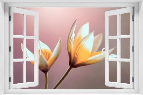 Fototapeta Naklejka Na Ścianę Okno 3D - Wiosenne kwiaty. Tulipany botaniczne Tarda.Tapeta, dekoracja.