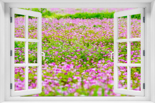 Fototapeta Naklejka Na Ścianę Okno 3D - Field of chinese milk vetch, Astragalus sinicus