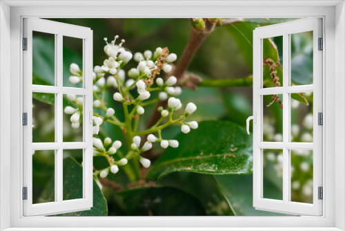 Fototapeta Naklejka Na Ścianę Okno 3D - Beautiful garden plant