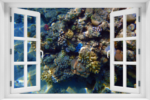Fototapeta Naklejka Na Ścianę Okno 3D - nice coral reef in the Egypt, Safaga