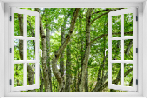 Fototapeta Naklejka Na Ścianę Okno 3D - Bosquet d'arbres au printemps