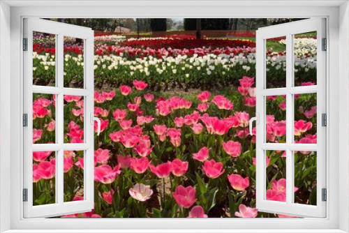 Fototapeta Naklejka Na Ścianę Okno 3D - Beautiful spring garden, famous turkish park Emirgan Korusu in Istanbul during tulip festival, Turkey. Outdoor travel background, nature landscape