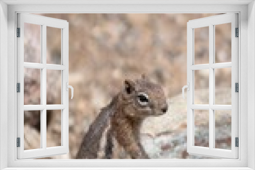 Fototapeta Naklejka Na Ścianę Okno 3D - Grey squirrel on a rock in the cliff