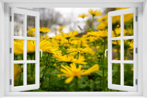 Fototapeta Naklejka Na Ścianę Okno 3D - Nature Flowers Doronicum