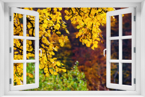 Fototapeta Naklejka Na Ścianę Okno 3D - yellow foliage in autumn forest. beautiful nature background