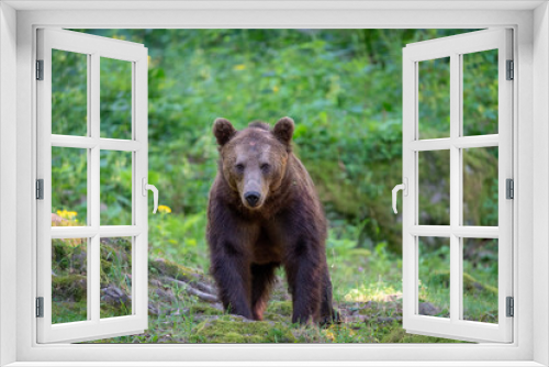 Fototapeta Naklejka Na Ścianę Okno 3D - Brown bear in a forest. Before sunset. Portrait of a brown bear. Male/female. Green background, forest. With tree.