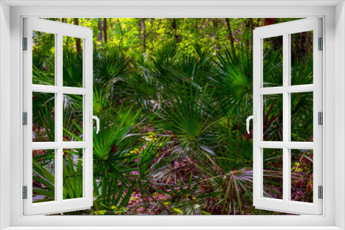 Fototapeta Naklejka Na Ścianę Okno 3D - Young palm trees in a forest in Florida.