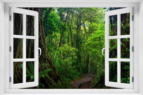 Fototapeta Naklejka Na Ścianę Okno 3D - Tropical rainforest with big trees