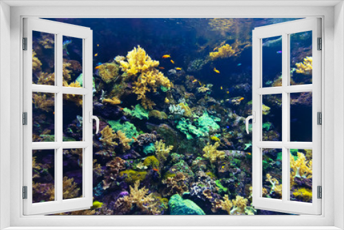 Fototapeta Naklejka Na Ścianę Okno 3D - Fishes and corals reef in Aquarium