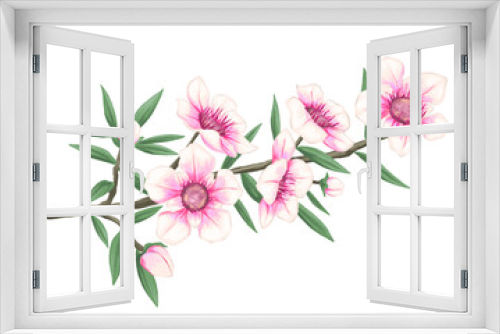 Fototapeta Naklejka Na Ścianę Okno 3D - Manuka flower botanical painting illustration