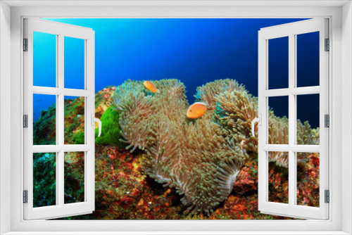 Fototapeta Naklejka Na Ścianę Okno 3D - Coral and Fish underwater