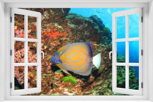 Fototapeta Naklejka Na Ścianę Okno 3D - Blue ringed Angelfish