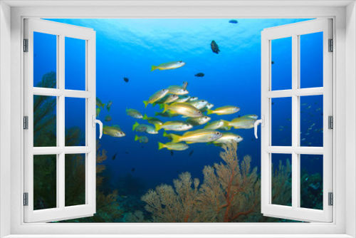 Fototapeta Naklejka Na Ścianę Okno 3D - School of Snappers fish on coral reef
