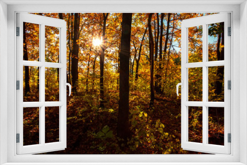 Fototapeta Naklejka Na Ścianę Okno 3D - Autumn forest nature. Vivid morning in colorful forest with sun rays through branches of trees. Scenery of nature with sunlight.