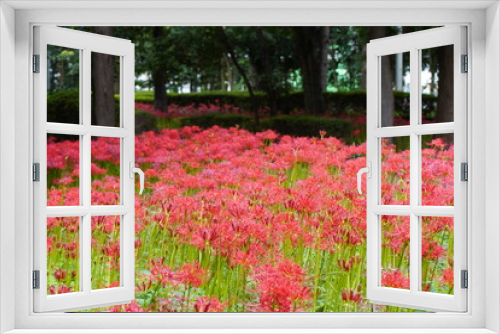 Fototapeta Naklejka Na Ścianę Okno 3D - 日本の千葉県にある彼岸花の植生　緑地公園