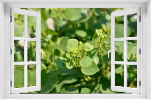 Fototapeta Naklejka Na Ścianę Okno 3D - Caper bush leaves