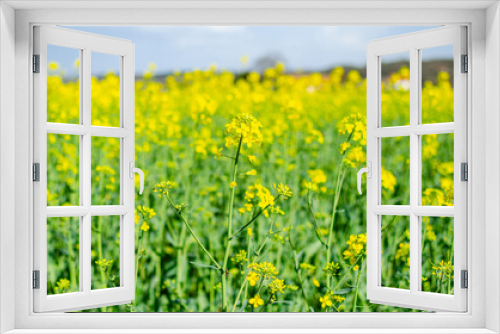 Fototapeta Naklejka Na Ścianę Okno 3D - selective focus, field of rapeseed, Brassica Napus, in spring.