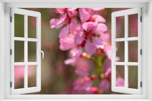 Fototapeta Naklejka Na Ścianę Okno 3D - Blühende Russische Zwergmandel (Prunus tenella speciosa) im Garten