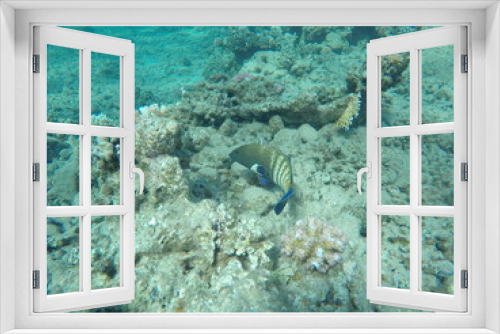 Fototapeta Naklejka Na Ścianę Okno 3D - Cephalopholis argus, the peacock hind, roi, bluespotted grouper, and celestial grouper, is a species of marine ray-finned fish, a member of the subfamily Epinephelinae, the groupers