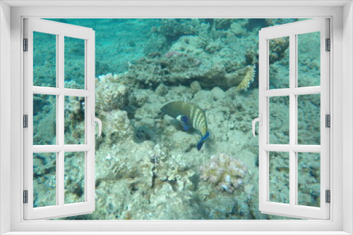 Fototapeta Naklejka Na Ścianę Okno 3D - Cephalopholis argus, the peacock hind, roi, bluespotted grouper, and celestial grouper, is a species of marine ray-finned fish, a member of the subfamily Epinephelinae, the groupers