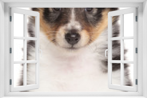 Fototapeta Naklejka Na Ścianę Okno 3D - Shetland Sheepdog Puppy portrait