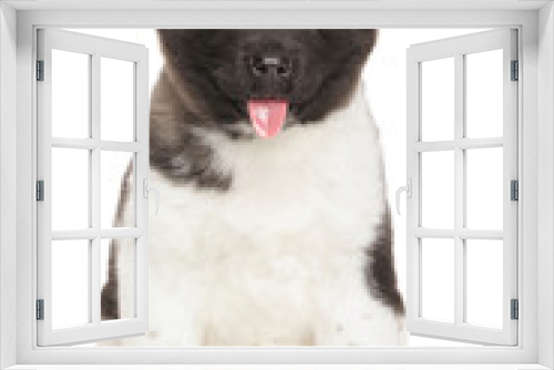 Fototapeta Naklejka Na Ścianę Okno 3D - American Akita puppy