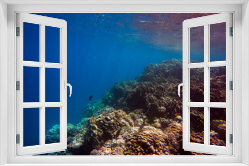 Fototapeta Naklejka Na Ścianę Okno 3D - Underwater view of the coral reef with fishes and corals.