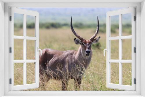 Fototapeta Naklejka Na Ścianę Okno 3D - Antelope in Masai Mara savannah