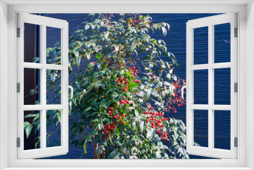 Fototapeta Naklejka Na Ścianę Okno 3D - 南天の木