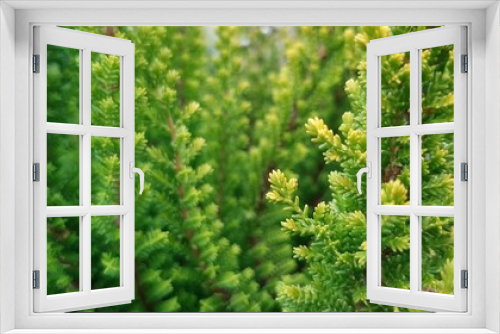 Fototapeta Naklejka Na Ścianę Okno 3D - Textured plant branches 1